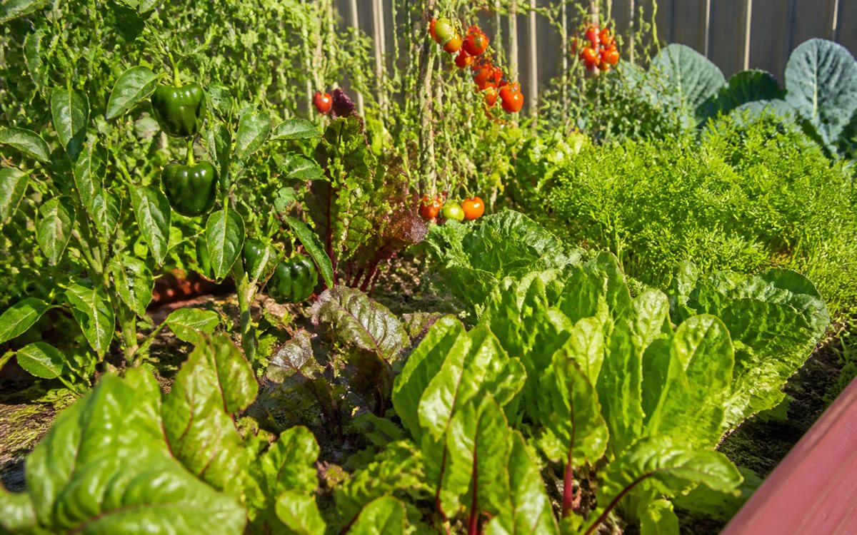Best Vegetables to Grow All Year Round: 12 Easy Picks
