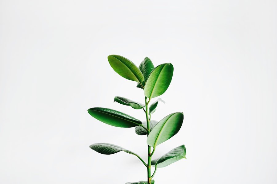 Herbs gardening guide featured image