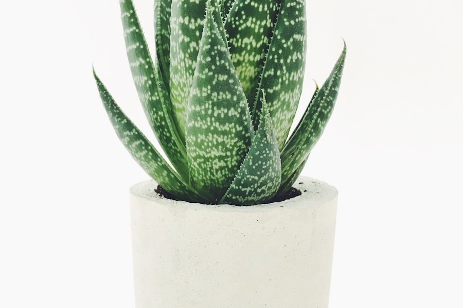 15 Best Indoor Plants for Beginners
