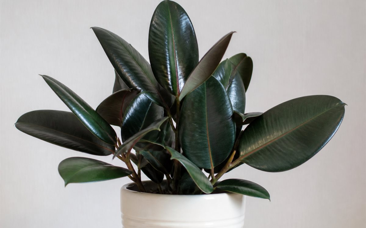 Rubber Plant Care: Beginner’s Complete Guide