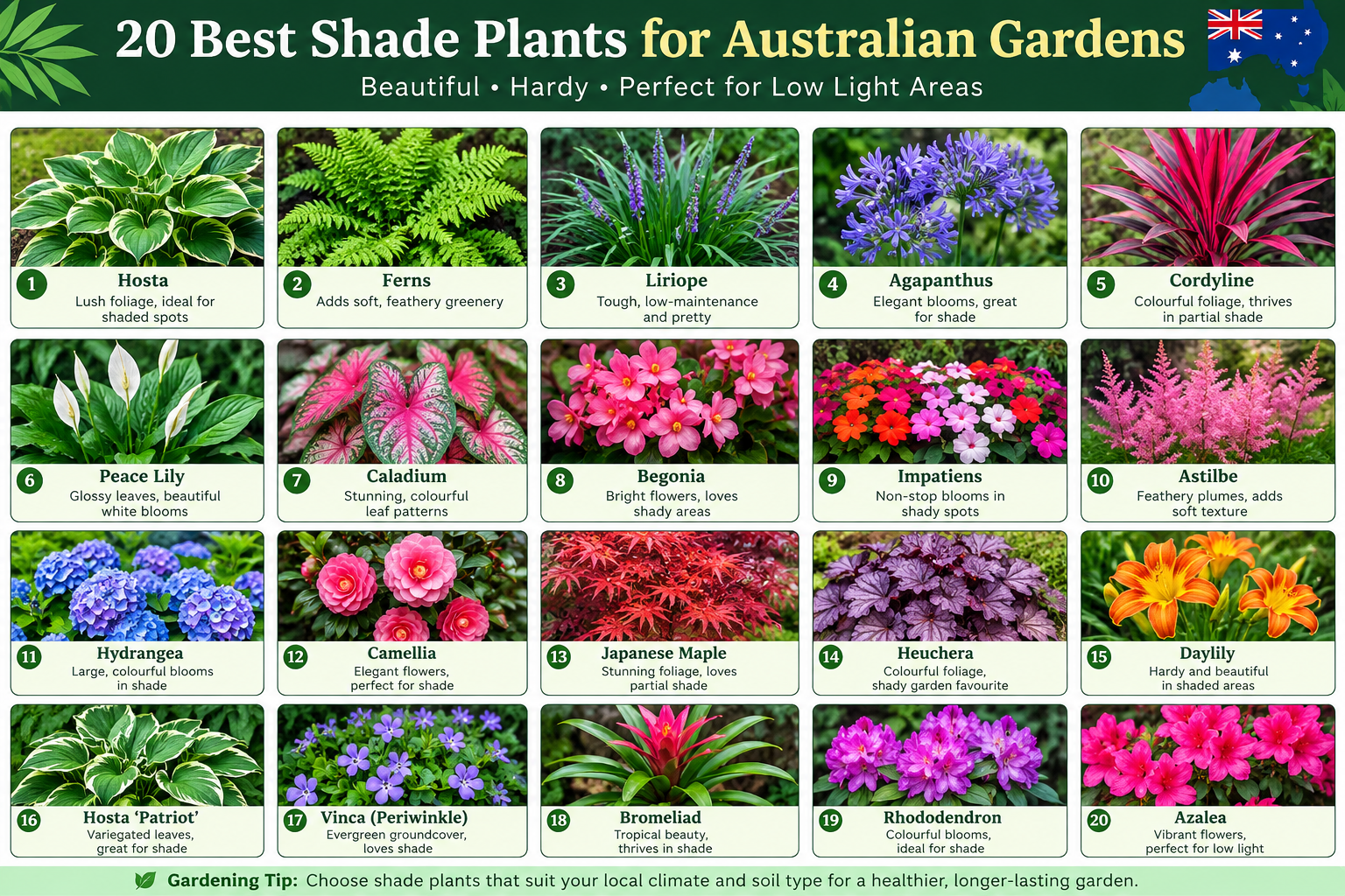 20 Best Shade Plants for Australian Gardens