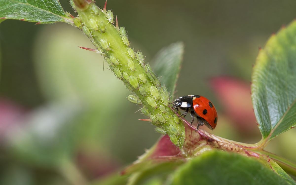 Natural Remedy for Aphids: 10 Sprays That Actually Work